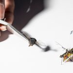 RoboFly_2_web