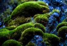 Moos für besseres Stadtklima. Fot: Oixabay