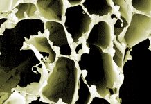 Nachdem die starre Holzstruktur mit Säure (oder einem Pilz) aufgelöst wird, bleiben flexible Zelluloseschichten übrig. Foto: ACS Nano/Empa