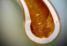 Nach dem Aufschneiden der Duschschläuche ist der Biofilm auf dem Kunststoff sichtbar Foto: Eawag, Frederik Hammes