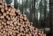 2022 lag der Anteil der Holzenergie am Gesamtenergieverbrauch bei 5,8 Prozent, zum Wärmeenergieverbrauch trug Holz gar 11,0 Prozent bei. Foto: Aaron Burden/Unsplash