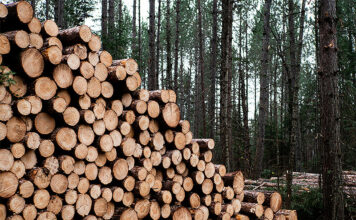 2022 lag der Anteil der Holzenergie am Gesamtenergieverbrauch bei 5,8 Prozent, zum Wärmeenergieverbrauch trug Holz gar 11,0 Prozent bei. Foto: Aaron Burden/Unsplash