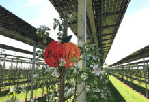 Unter der Agri-PV-Anlage auf dem Obsthof Vollmer werden Zwetschgen, Äpfel, Birnen, Kiwi und Brombeeren angepflanzt. Foto: Fraunhofer ISE