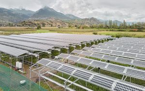 Agri-Photovoltaik fördert das Wachstum der Kirschen und produziert gleichzeitig Solarstrom. Foto: zvg