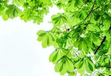 Stadtbäume sorgen selbst bei extremer Hitze für Abkühlung. Foto: Eva Gorobets/Unsplash