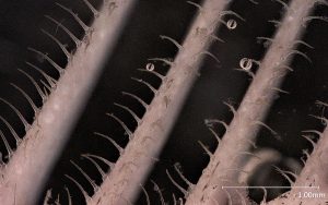 Mikroskopaufnahme: Auf den Kiemenrechen sind kleine Zähnchen, die zusammen eine Siebstruktur bilden, auf der Partikel hängen bleiben. Foto: Leandra Hamann