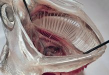 Im Inneren des Mauls dieser Sardelle werden Planktonpartikel durch das Kiemenreusensystem zurückgehalten. Foto: Jens Hamann