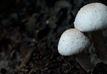 Die Axpo Kompogas Wauwil AG plant bei ihrer Vergärungsanlage eine neue Biogasaufbereitungsanlage. Foto: Foridul Sifat/Unsplash