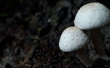 Aus Grüngut wird Biogas Die Axpo Kompogas Wauwil AG plant bei ihrer Vergärungsanlage eine neue Biogasaufbereitungsanlage. Foto: Foridul Sifat/Unsplash