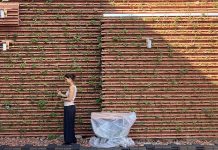 Eine ressourceneffiziente Fassadenbegrünung, die einen spürbaren Beitrag zur Lebensqualität in der Stadt leistet. Unter der Plastikabdeckung befindet sich die Technik für die Messungen. Foto: Cornelia Gassler
