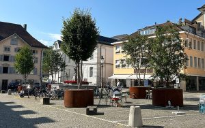 Einsatz in Solothurn (SO) mit über 17'000 Einwohnern: Seit dem 16.08.2024 stehen auf dem Kreuzackerplatz fünf Grossbäume mit einem Wassertankvolumen von je 540 Liter. Auf der öffentlichen Fläche finden unter anderem auch Festivals und Events statt, im Sommer werden Buvetten betrieben. Foto: Bauer Baumschulen